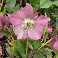 Helleborus orientalis 'Pretty Ellen Pink'